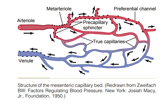 Structure of the Microcirculation and Capillary System