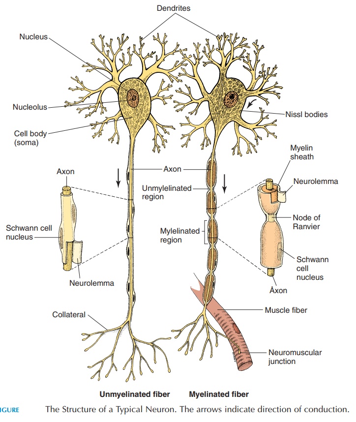 Structure of the Neuron