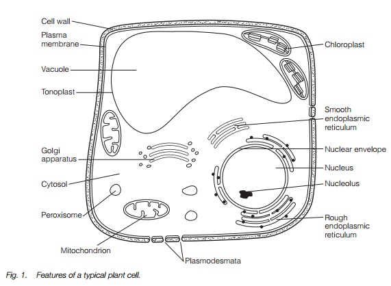 Structure of the plant cell
