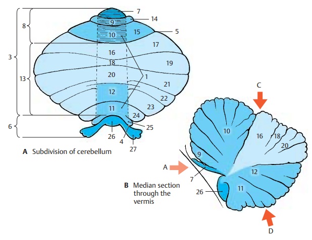 Subdivision - Structure of Cerebellum