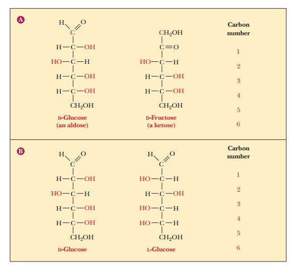 Sugars: Their Structures and Stereochemistry