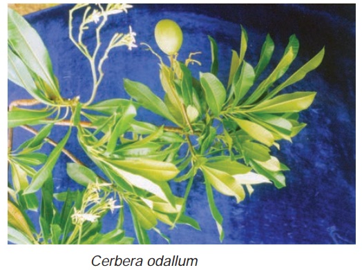 Suicide Tree - Cardiotoxic Plant