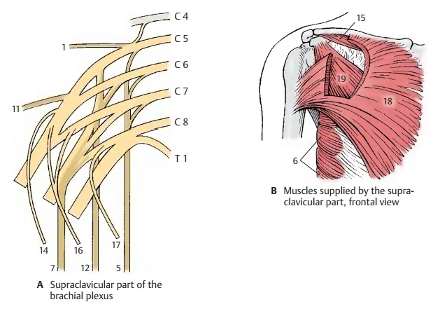 Supraclavicular Part - Peripheral Nerves