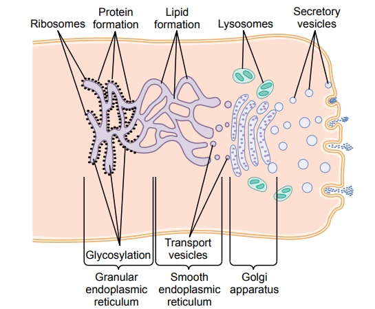 Synthesis and Formation of Cellular Structures by Endoplasmic Reticulum and Golgi Apparatus