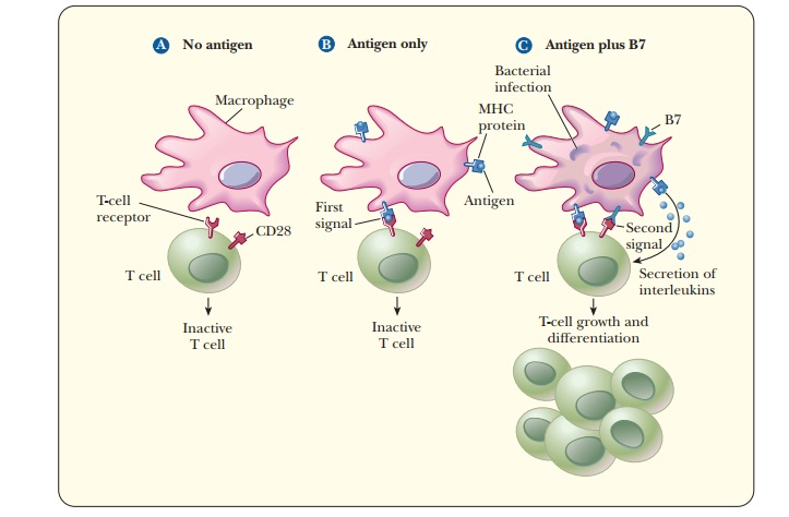 T-Cell Functions