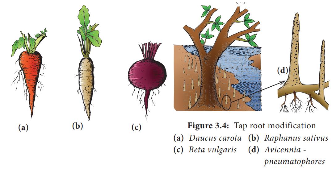 Tap root modification