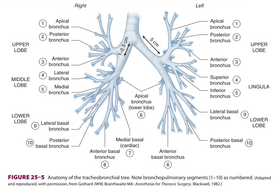 Techniques for One-Lung Ventilation