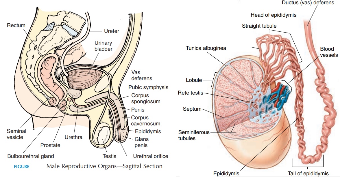 Testis - Male Reproductive System