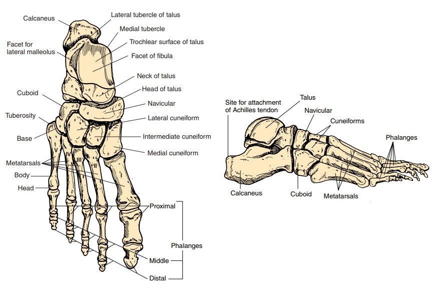 The Ankle - Pelvic Girdle