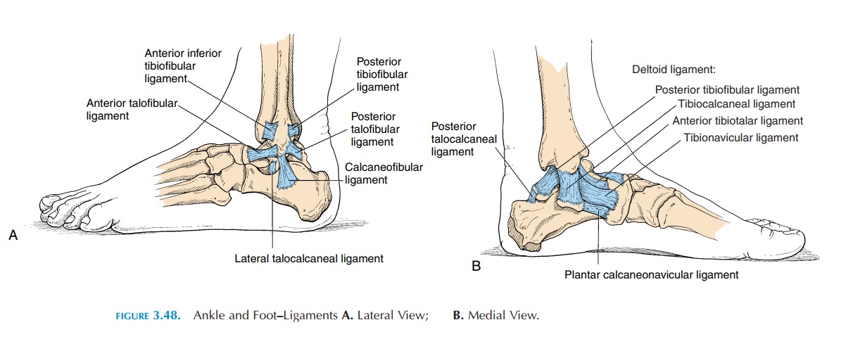 The Ankle Joint and Joints of the Foot