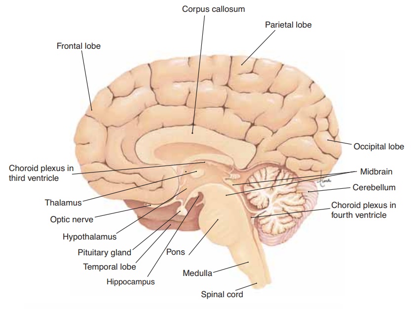 The Brain - Anatomy and Physiology