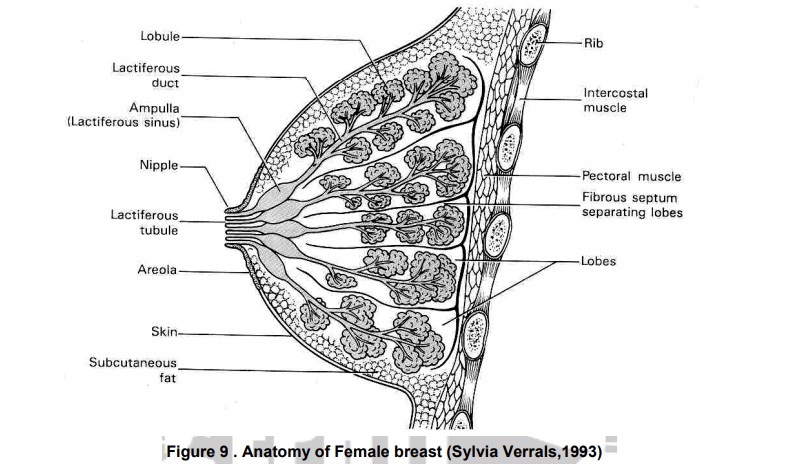 The Breast Anatomy