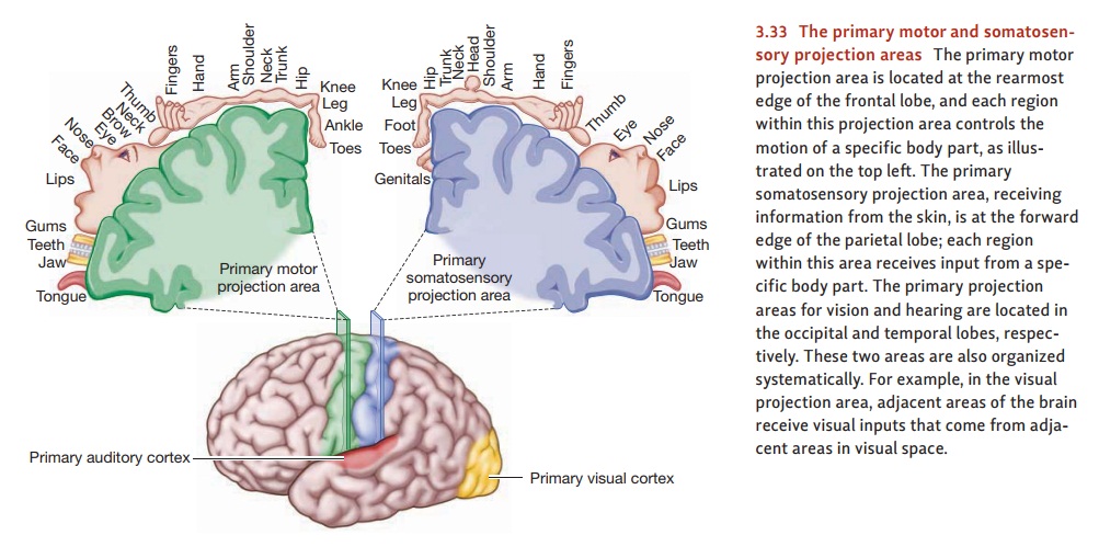The Cerebral Cortex: Projection Areas