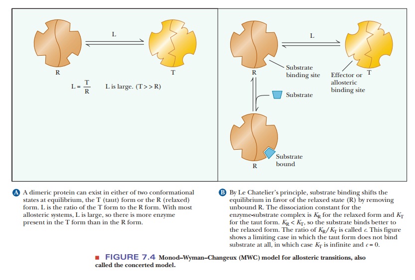 The Concerted and Sequential Models for Allosteric Enzymes