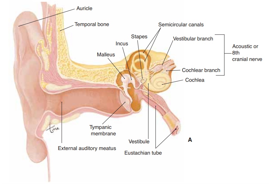 The Ear: Anatomy and Physiology