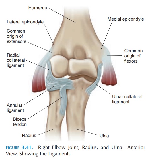 The Elbow Joint