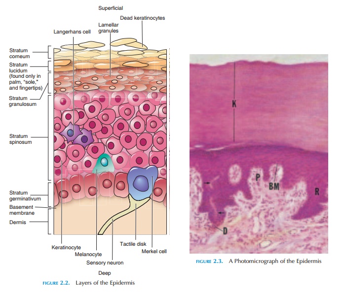 The Epidermis - Structure of the Skin