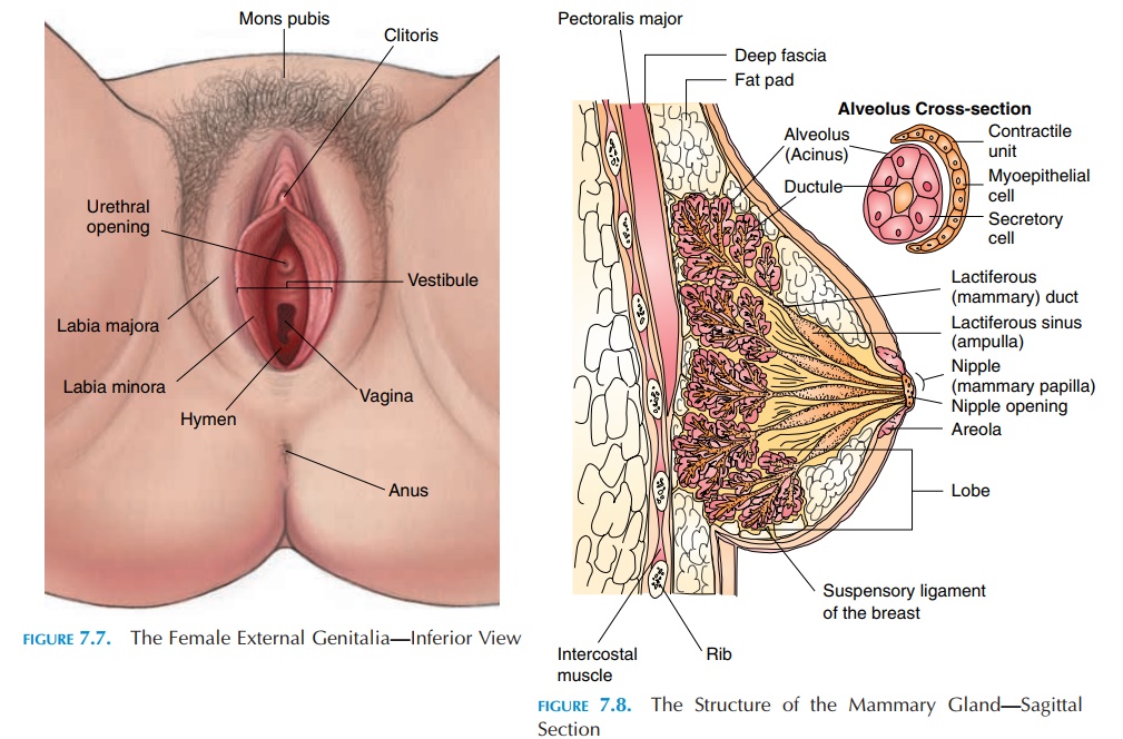 The External Genitalia - Female Reproductive System