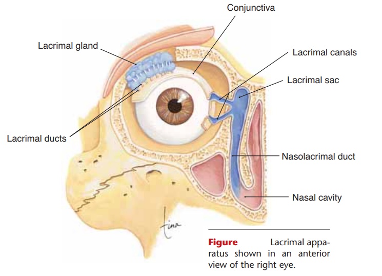The Eye - Structure, Anatomy and Physiology