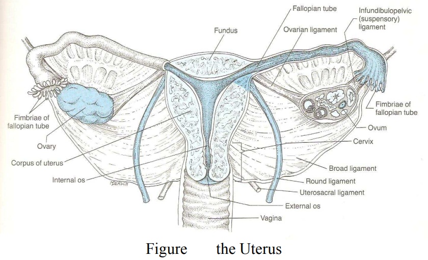 The Fallopian Tubes