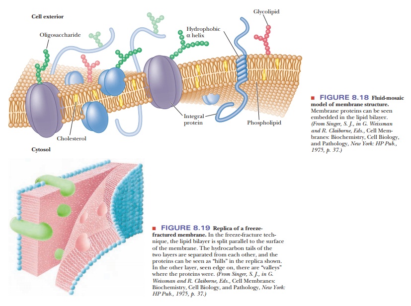 The Fluid-Mosaic Model of Membrane Structure