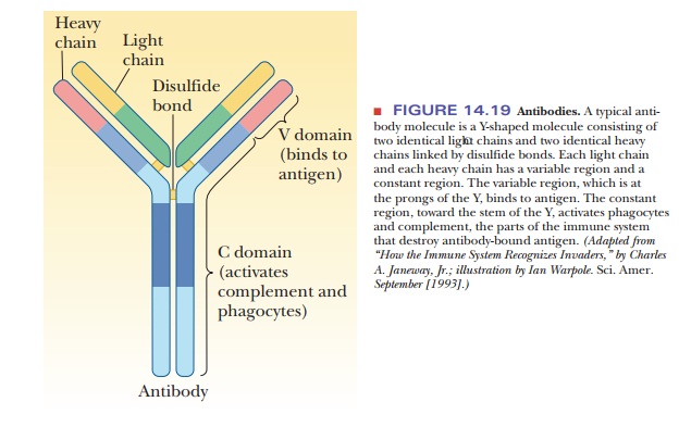 The Immune System: Molecular Aspects