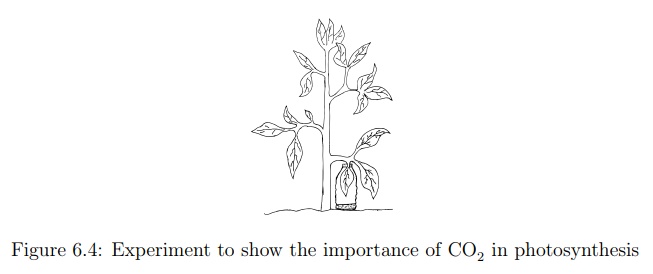 The Importance of Carbon Dioxide in Photosynthesis