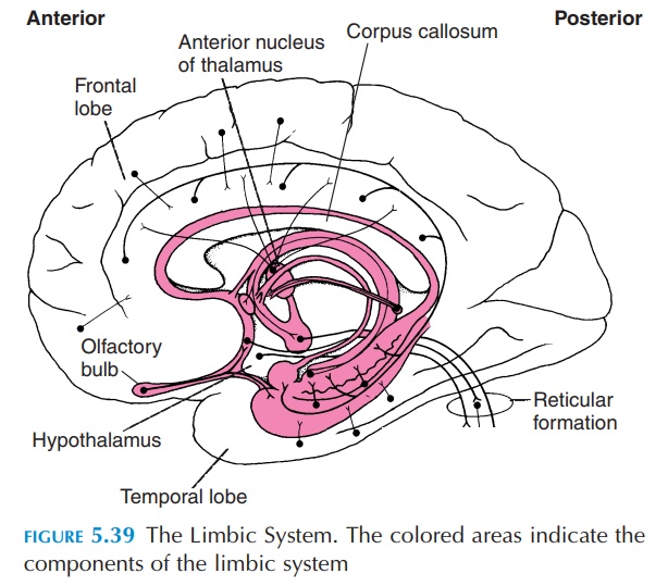 The Limbic System - Brain and Brain Divisions