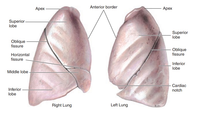 The Lungs - Anatomy of the Respiratory System
