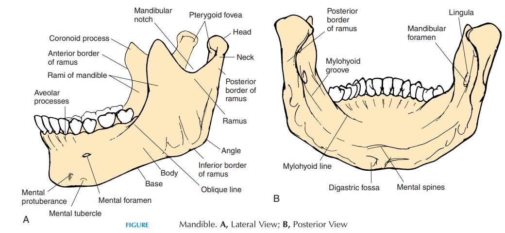 The Mandible - The Axial Skeleton