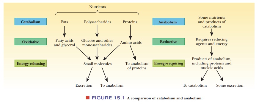 The Nature of Metabolism