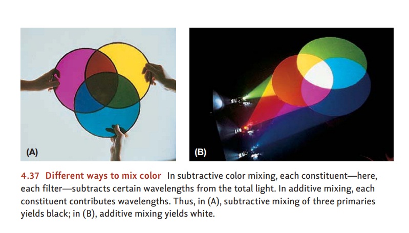 The Neural Basis of Color Vision