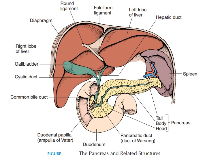 The Pancreas - Structure and Function of Digestive System