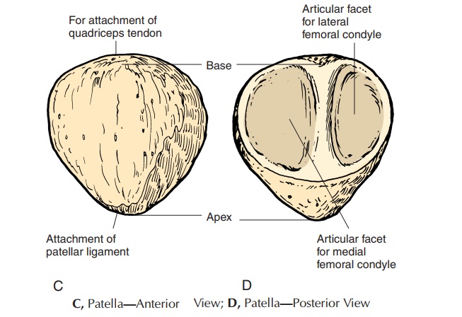 The Patella - Pelvic Girdle