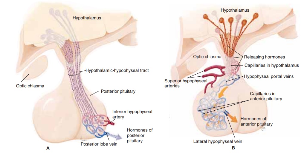 The Pituitary Gland - Anatomy and Physiology