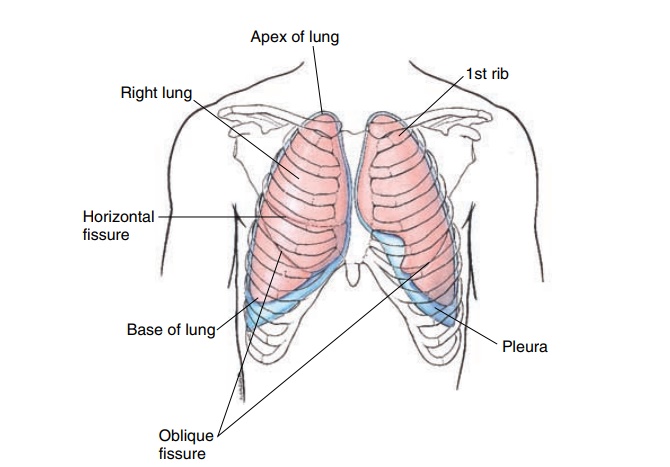The Pleura - Anatomy of the Respiratory System