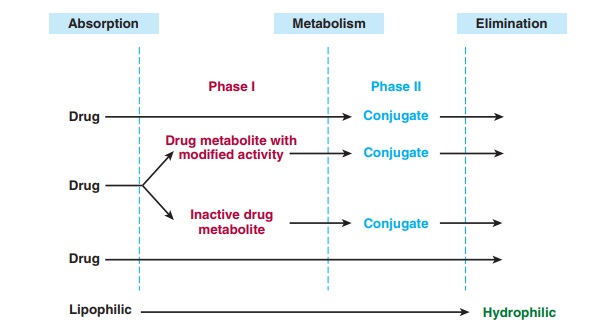 The Role of Biotransformation In Drug Disposition