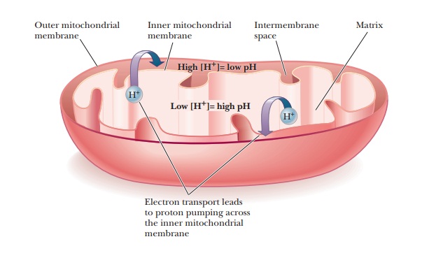The Role of Electron Transport in Metabolism