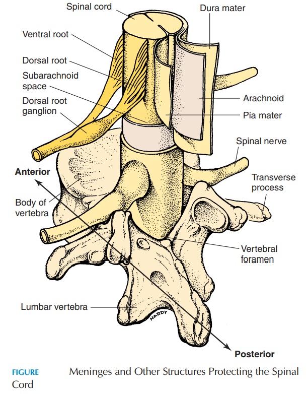 The Spinal Cord, Spinal nerves, and Dermatomes