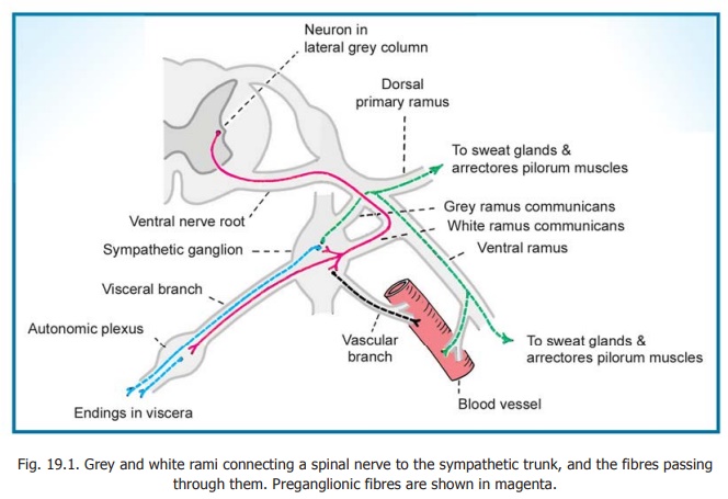 The Sympathetic Trunks - Autonomic Nervous System