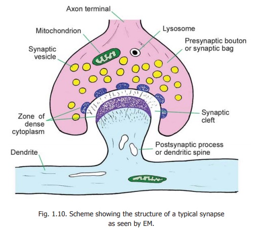 The Synapse - Human Neuroanatomy