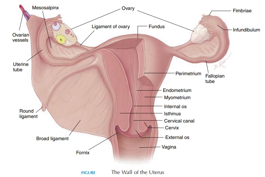 The Uterus - Female Reproductive System
