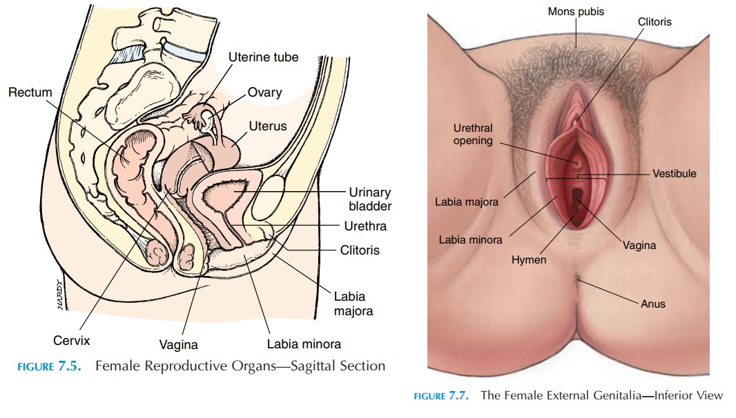 The Vagina - Female Reproductive System