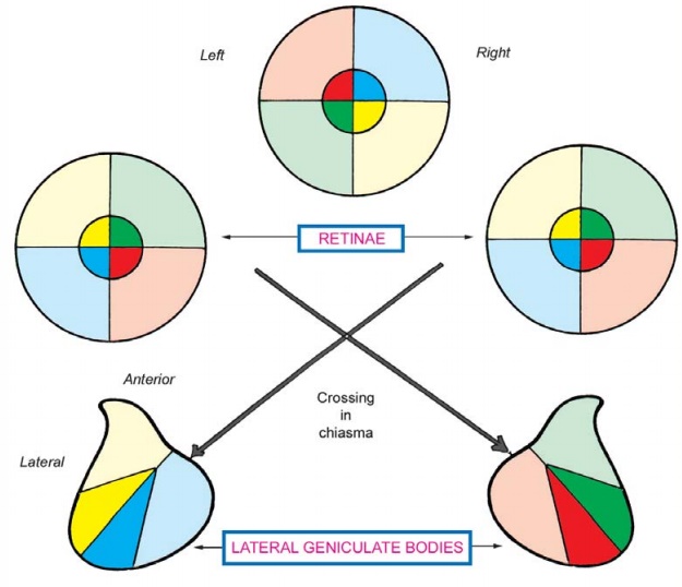 The Visual Field and Retinal Quadrants