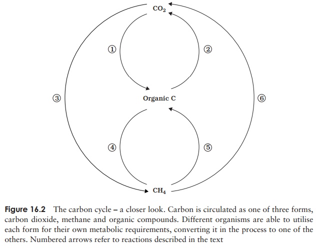 The carbon cycle - Microorganisms in the Environment