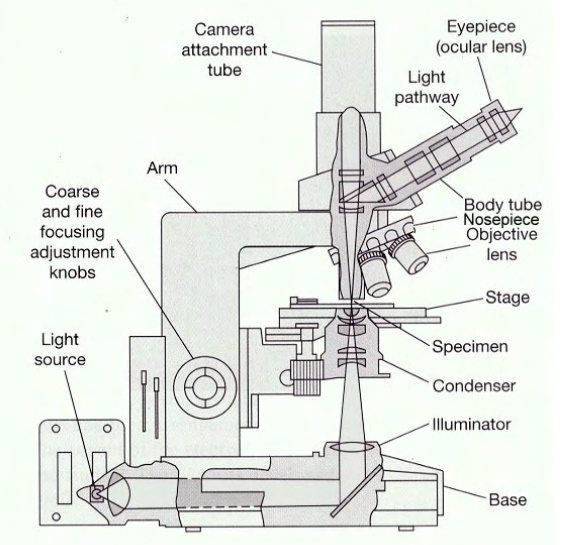 The compound light microscope