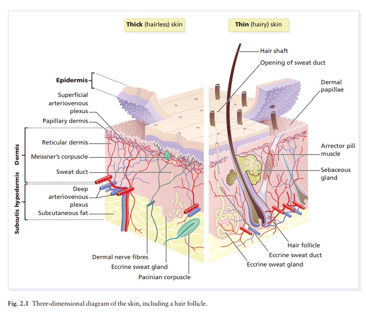 The function and structure of the skin