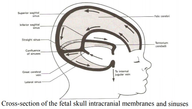 The intracranial membranes and sinuses - Fetal skull