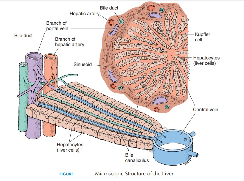 The liver - Structure and Function of Digestive System
