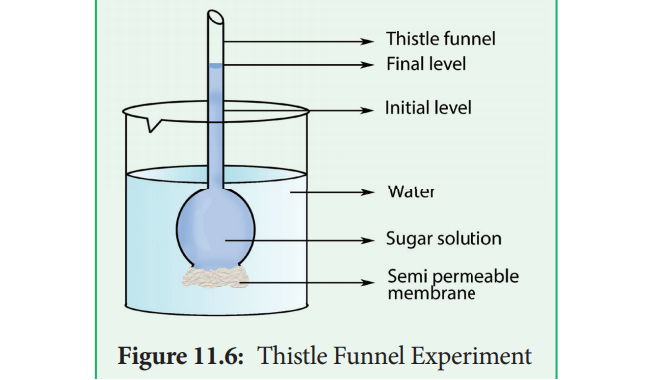 Thistle funnel experiment